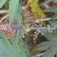 Ricinus communis L.